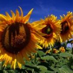 Tournesols