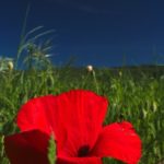 Sans perturbateurs endocriniens