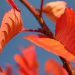 Feuilles d'autonne